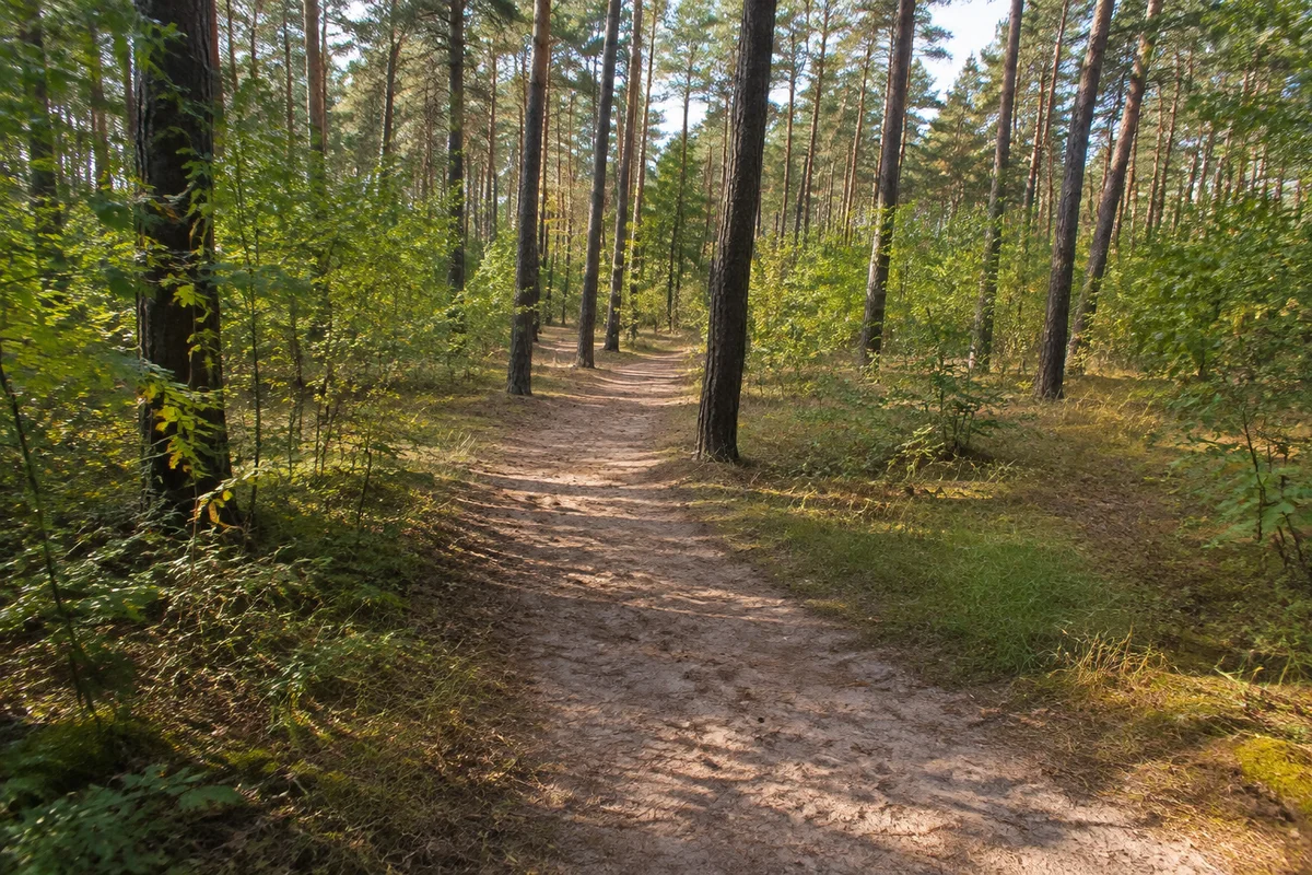 Schmannewitzer Wald: trockener sandiger Weg durch lichte Kiefern mit Laubunterwuchs
