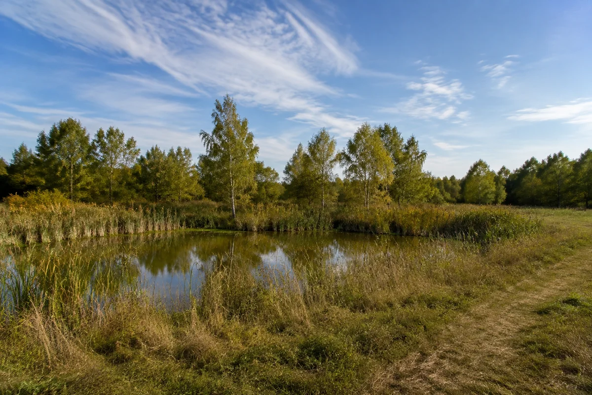 Ochsensaal: kleiner Waldteich mit Schilf und einzelnen Birken unter weitem Himmel