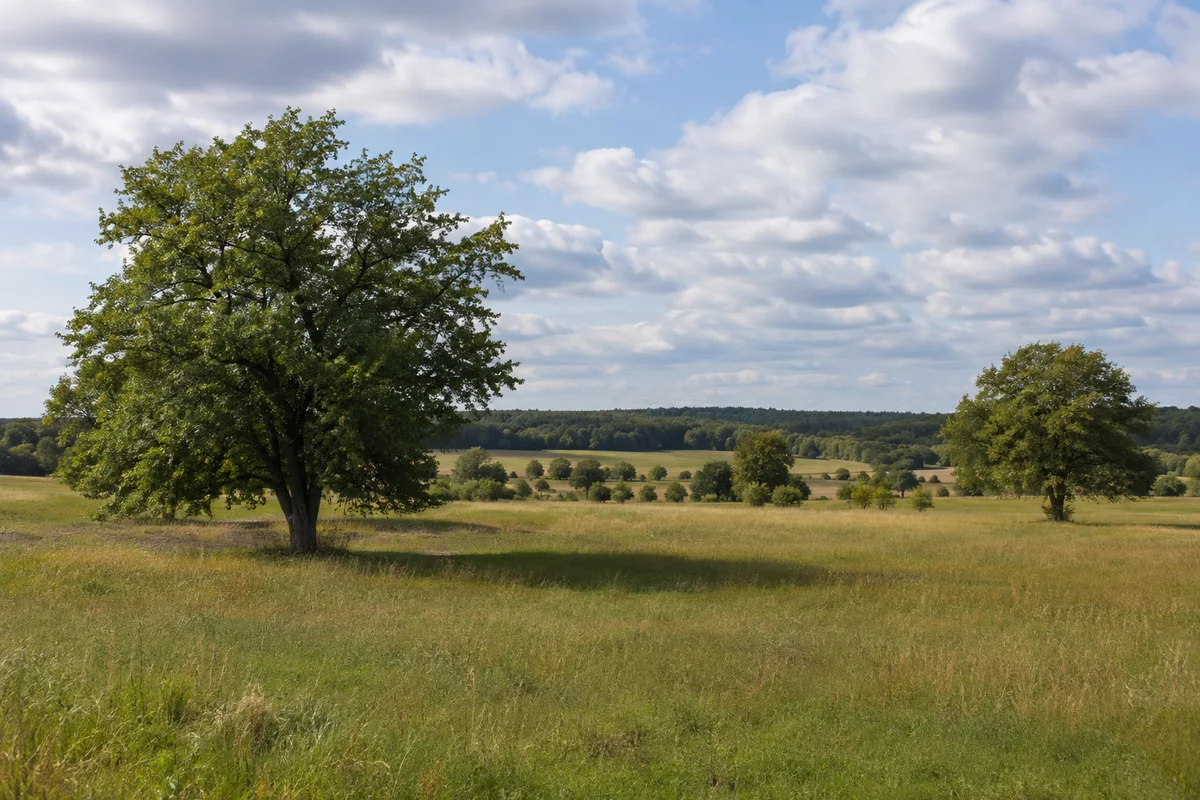 Dahlen (Sachsen): Dahlen Markt: Dahlener Stadtrand: sanfte Wiesen mit alten Laubbäumen und niedrigem Waldhorizont