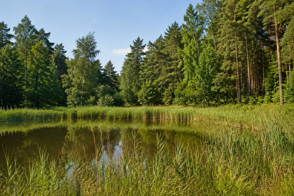 Reudnitzer Heide: kleiner Waldteich mit Schilf und gemischtem Kiefern-Laubwald