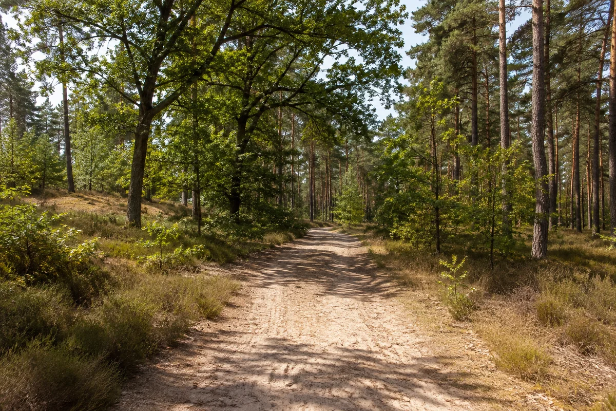 Dahlener Heide: Dahlener Heide bei Schmannewitz: heller sandiger Waldweg zwischen Kiefern und Eichen auf sanftem Gelände