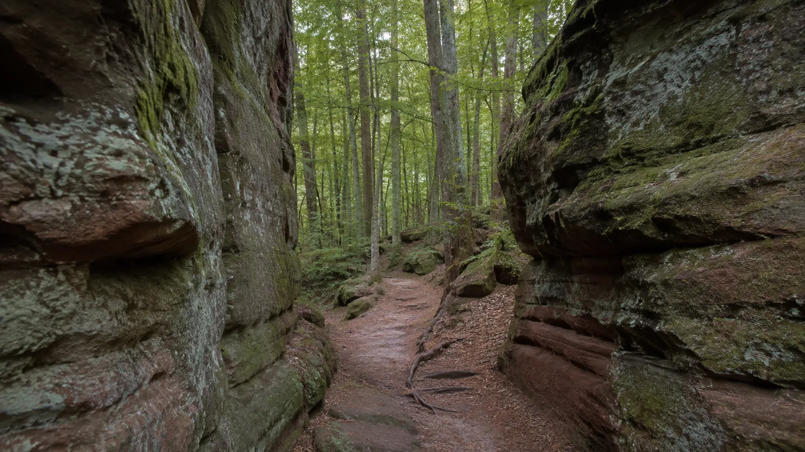 Dahner Wald: naturnaher Waldpfad
