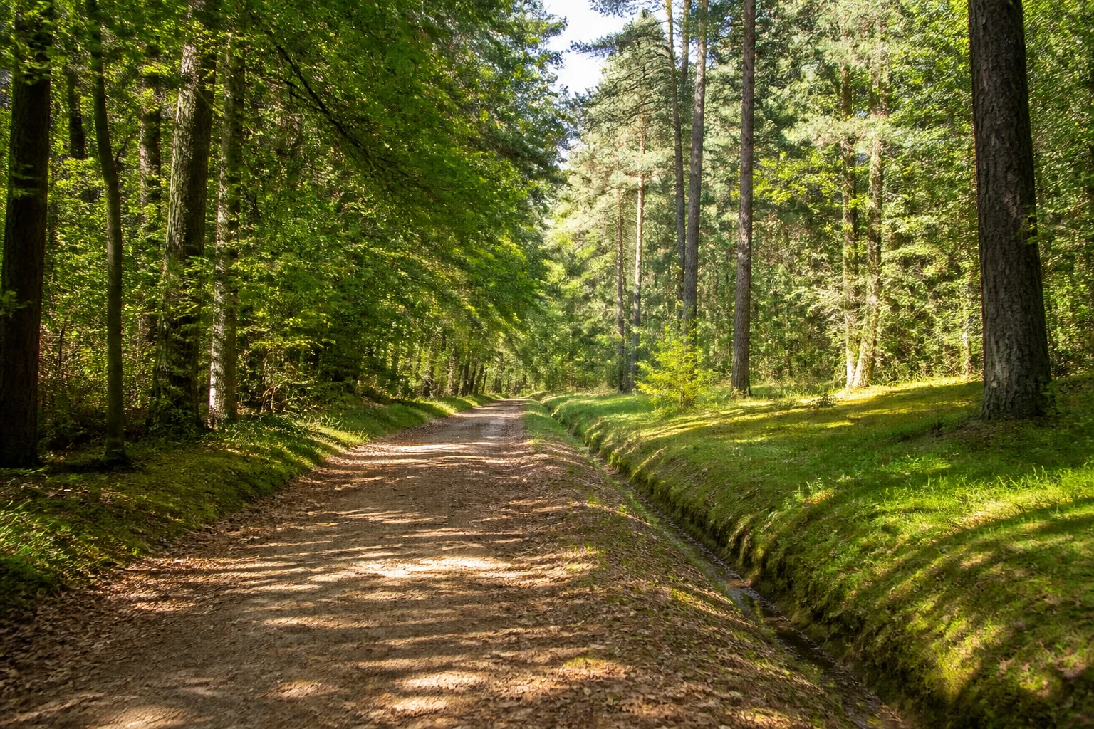 Dalheimer Wald bei Dalheim-Rödgen
