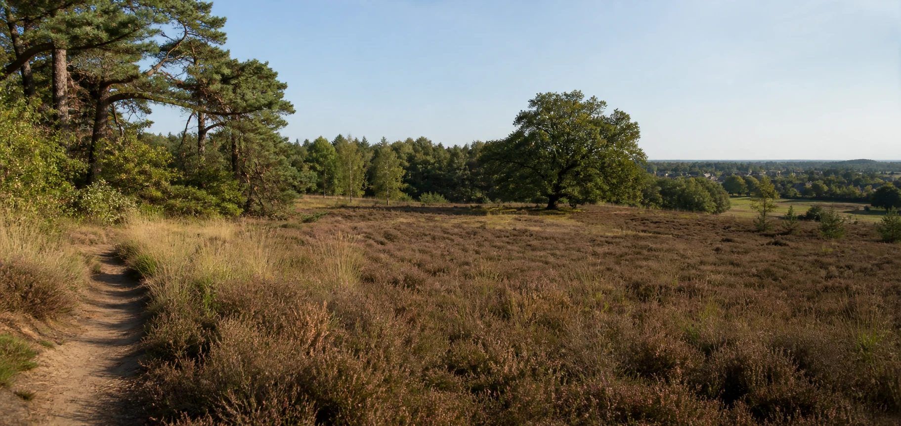 Dalheim-Rödgen: Meinwegwald bei Dalheim-Rödgen