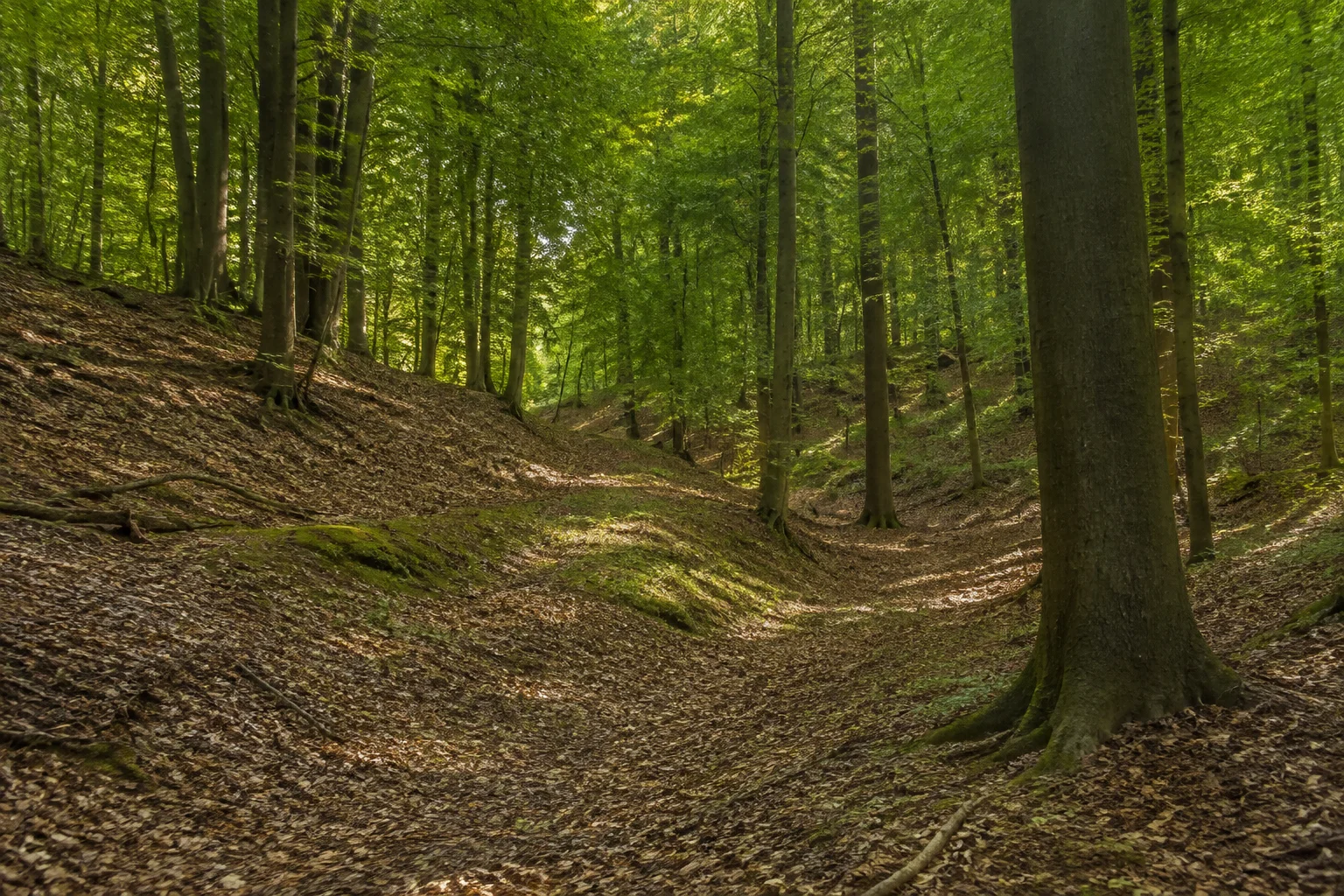 Schemder Bergmark mit dichtem Laubwald und gewelltem Waldboden