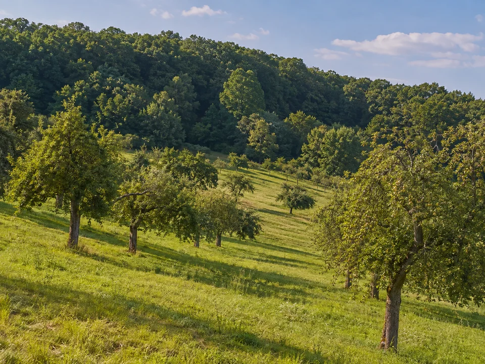 Eberstädter Obstwiesen: Grüne hügelige Streuobstwiesen mit alten Apfelbäumen und Laubwald am oberen Hang