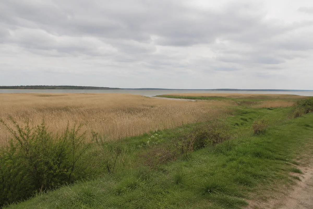 Schilfwiesen am Boddenrand bei Wieck mit flachem Horizont
