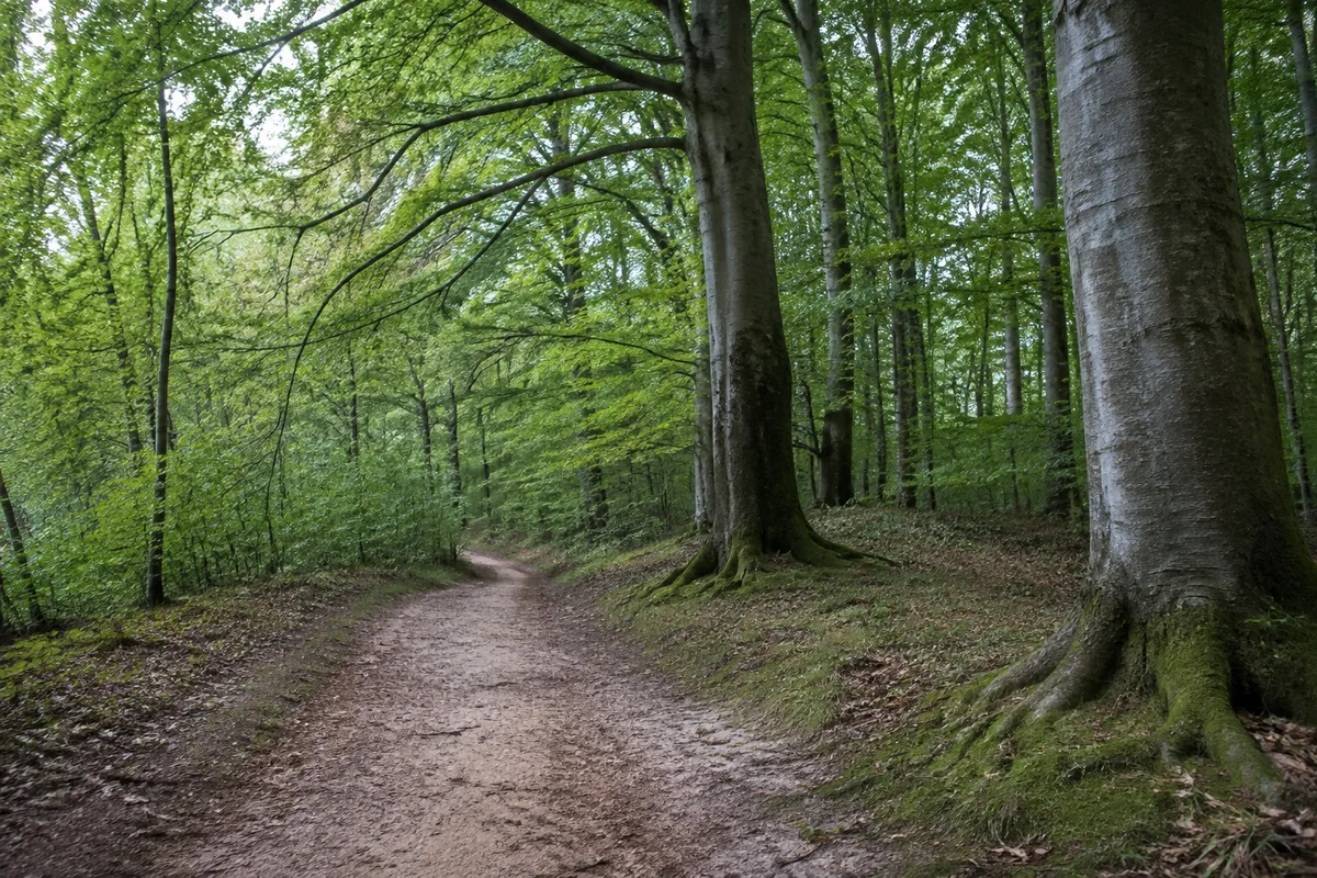 Sandiger Waldweg bei Drei Eichen unter alten Buchen