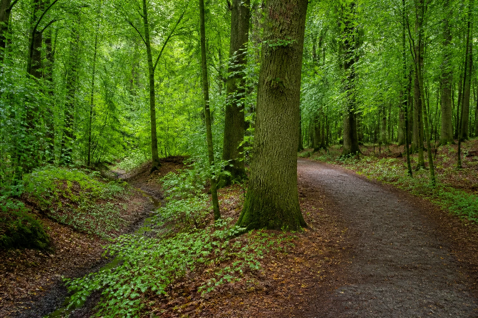 Davertwald bei Davensberg