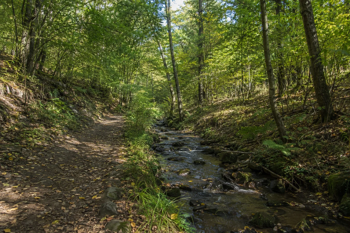 Feuchter Mischwald im Mühltal bei Deidesheim mit kleinem Weinbach und erdigem Weg.