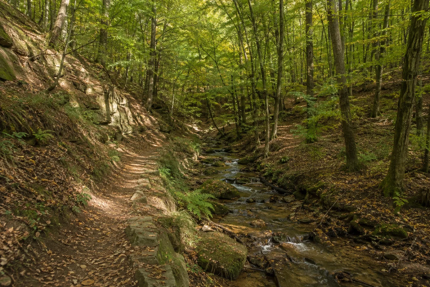 Waldtal im Bereich Benjental mit kleinem Bach, Laubbäumen und Sandsteinboden, keine Gebäude.