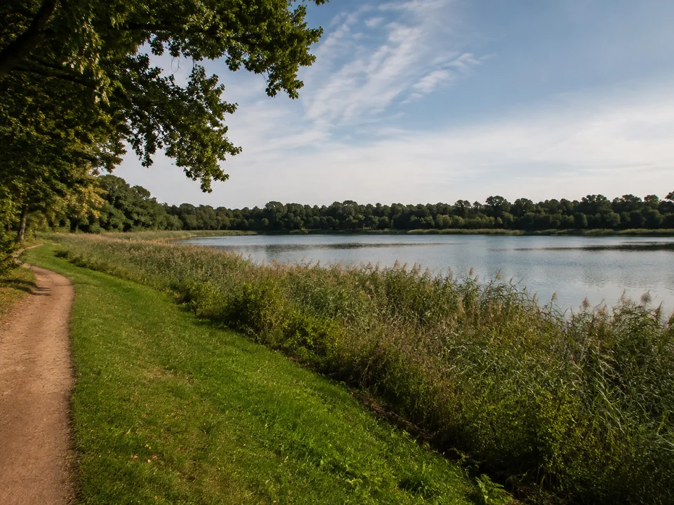 Kühnauer See: Flacher See mit Schilfrand, altem Laubbaumbestand und einem breiten grünen Ufer