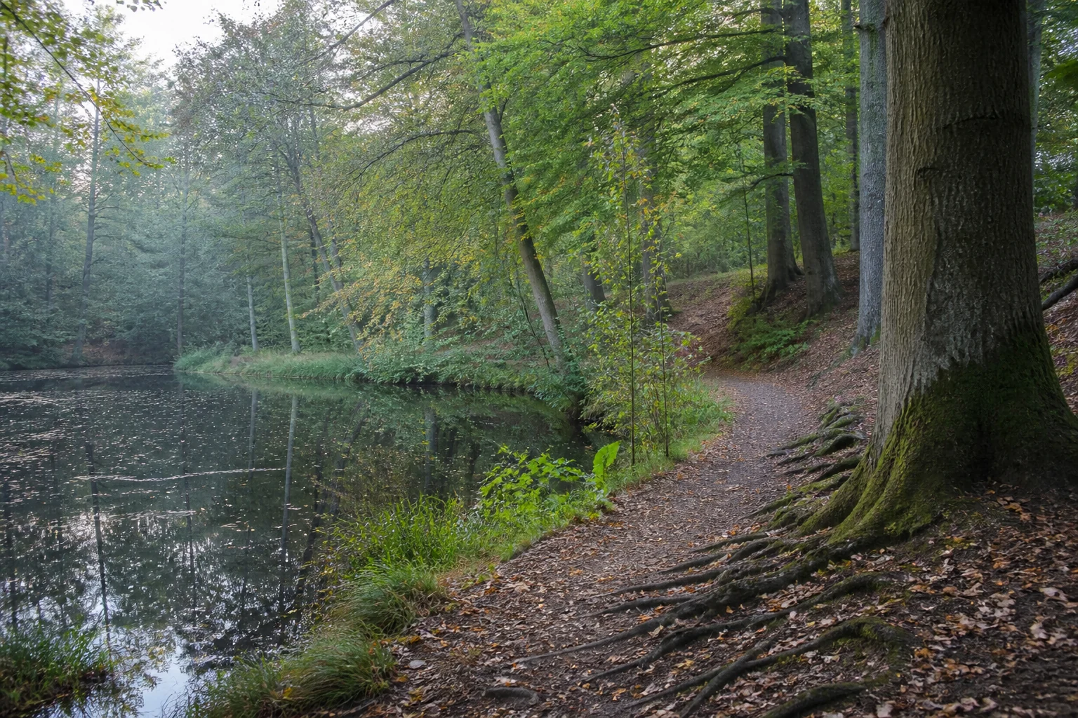Wanderpfad am Donoper Teich bei Detmold zwischen alten Laubbäumen