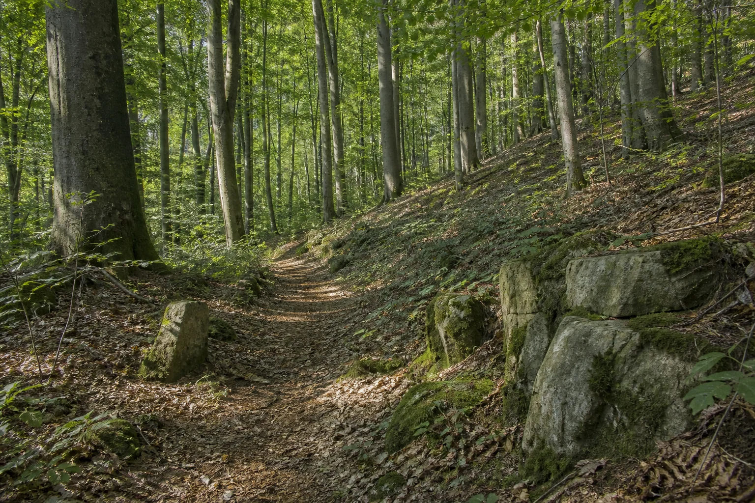 Buchenwaldpfad zwischen verwitterten Sandsteinblöcken im Leistruper Wald bei Detmold