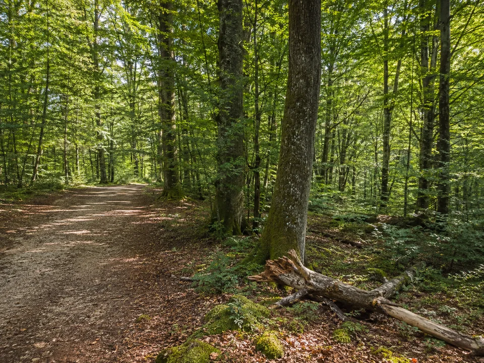 Wald bei Stadtreitereiche: Alter Buchen-Eichenwald mit breitem Weg und liegenbleibendem Totholz abseits des Wegs auf der Schönbuchhochfläche