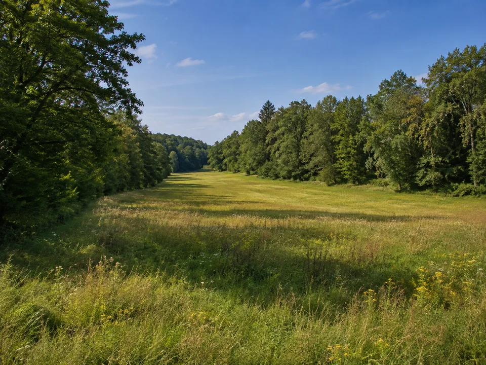 Braunäcker Waldwiese: Offene längliche Wiese zwischen Laubwaldrändern auf sanfter Hochfläche südlich Waldenbuch