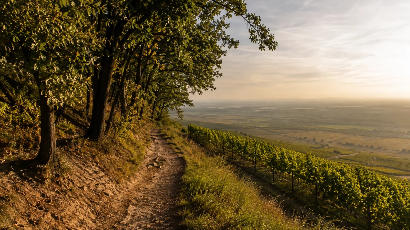 Kalmitblick: Blick von der Haardt in die Rheinebene