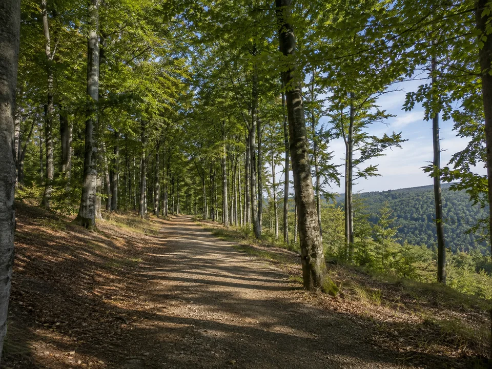 Nanzenbacher Waldhöhen: Breiter Weg zwischen Buchen auf einem runden Mittelgebirgsrücken mit weitem Waldhorizont