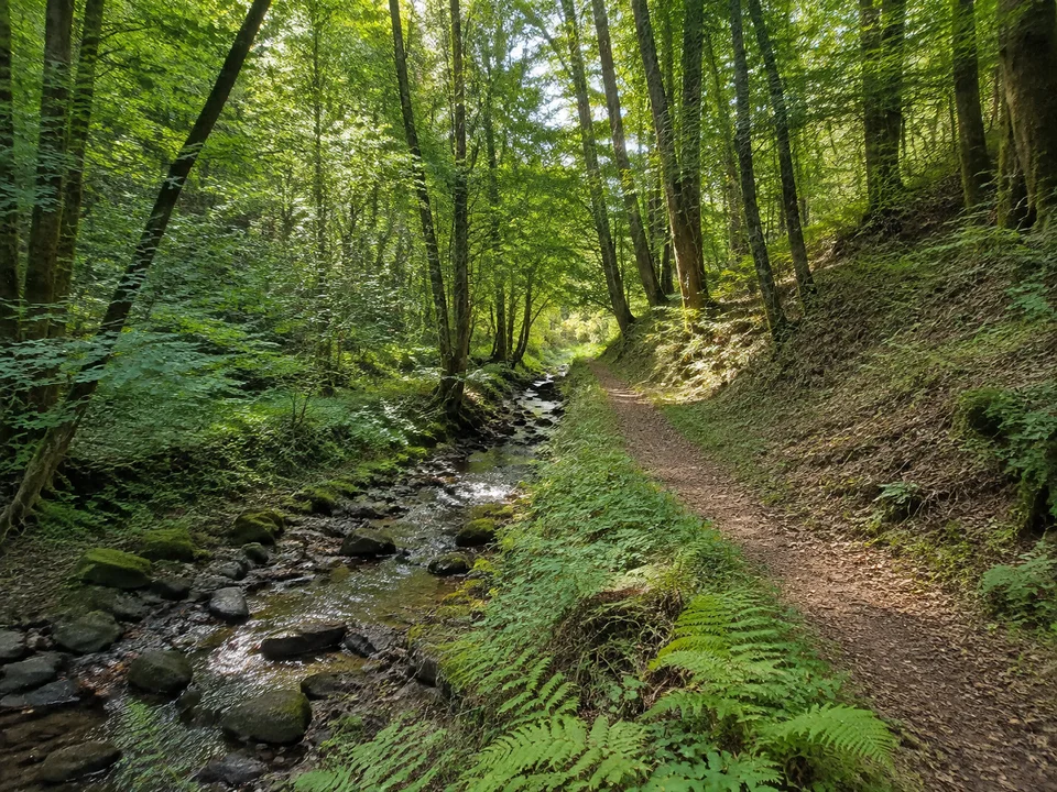 Eibacher Bachtal: Kleiner steiniger Bach unter dichtem Laubwald neben einem schmalen Talweg