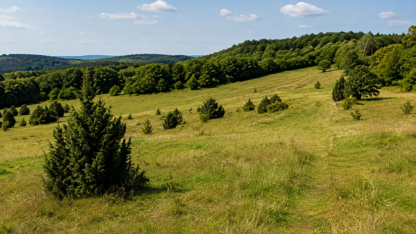Dillenburg: Oberer Stadthallenparkplatz: Wacholderlandschaft bei Donsbach: Grüne magere Hügelwiese mit einzelnen dunklen Wacholderbüschen und Laubwald im Hintergrund