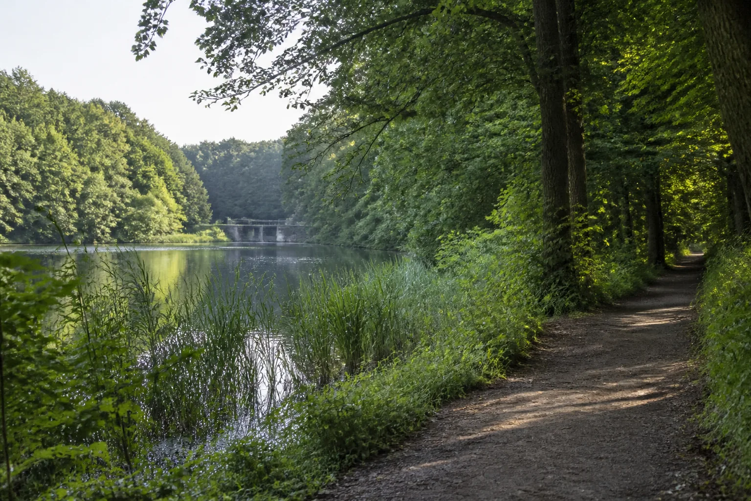 Schattiger Waldweg am teilweise von Röhricht verdeckten Rotbachsee