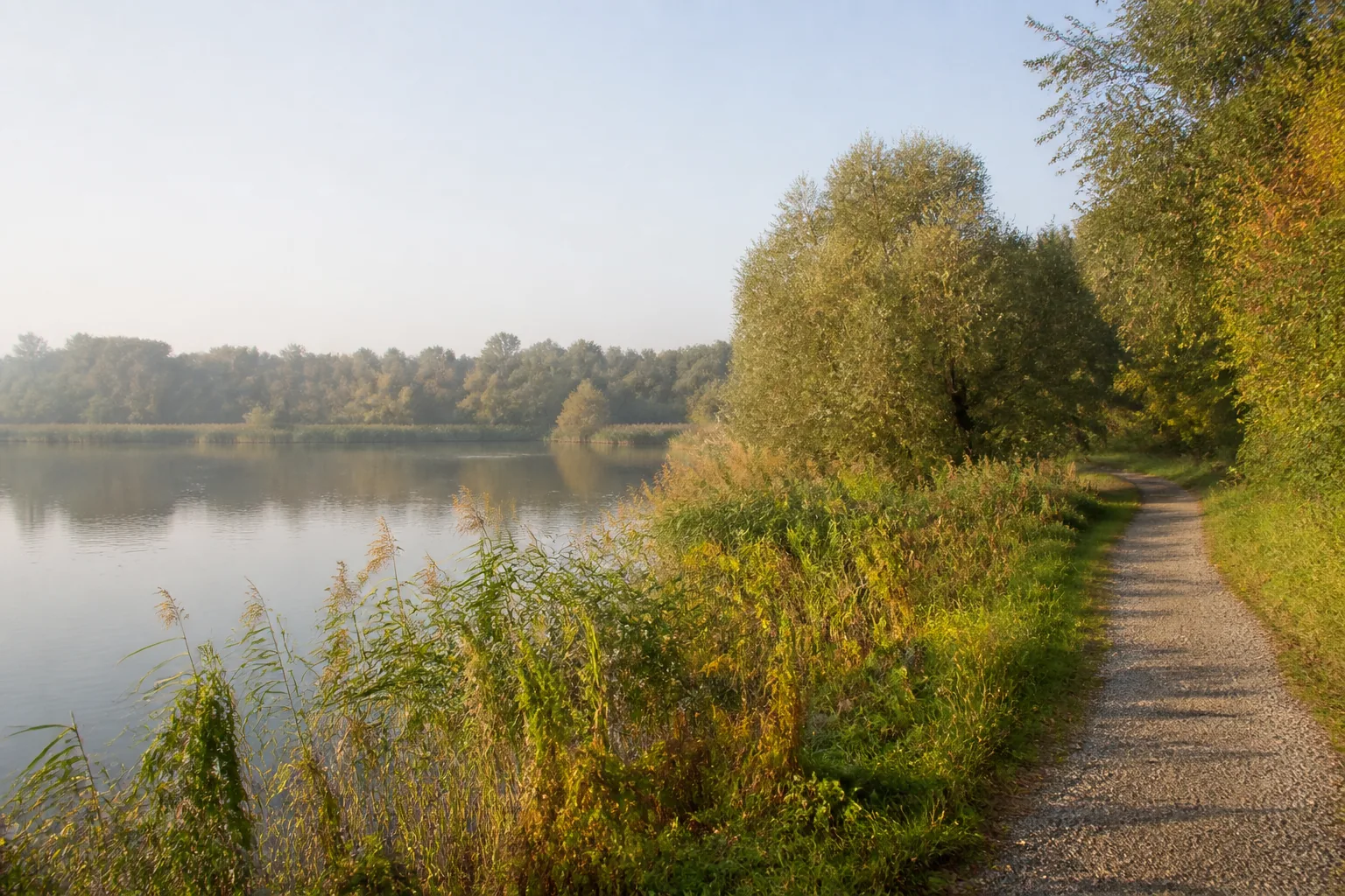 Kiesweg an Röhricht, Weiden und ruhigem Wasser des Tenderingssees