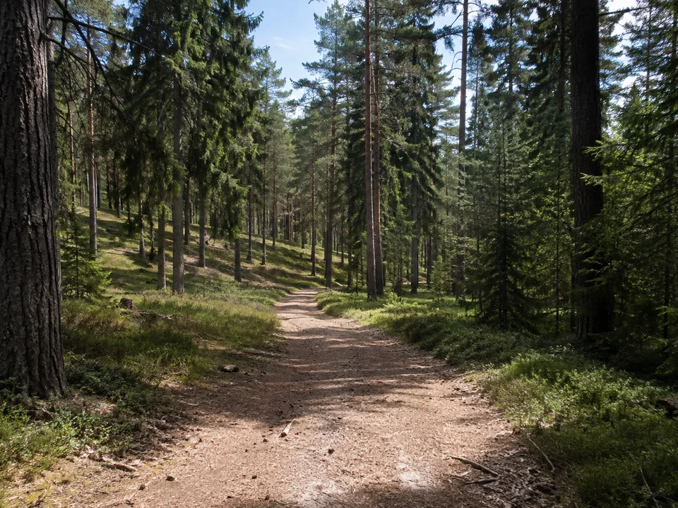 Dippoldiswalder Heide: sandiger Waldweg im dichten Kiefern-Fichten-Mischwald auf sanft gewelltem Gelände