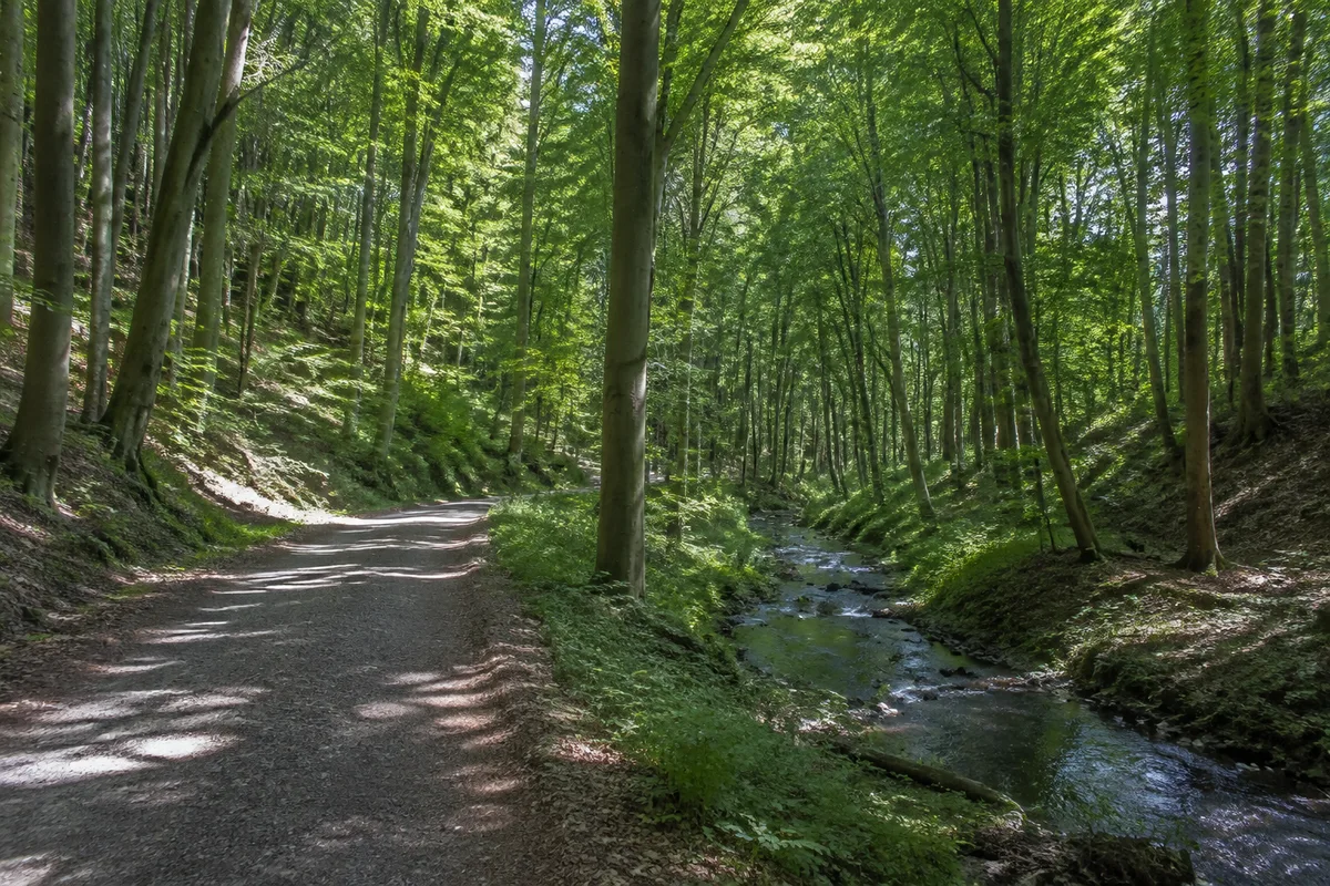 Geestwald Albersdorf: Laubwald mit Buchen, sanften Hängen und schmalem Bach, befestigter Waldweg