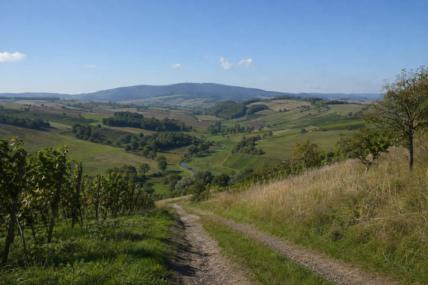 Rebhänge im Zellertal mit weitem Blick zu niedrigen Hügeln und dem fernen bewaldeten Donnersberg.