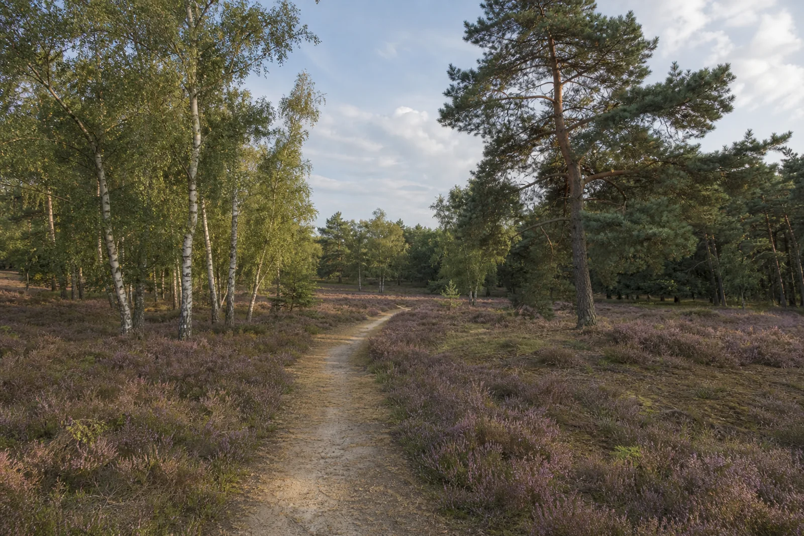 Sandweg durch die Zonser Heide