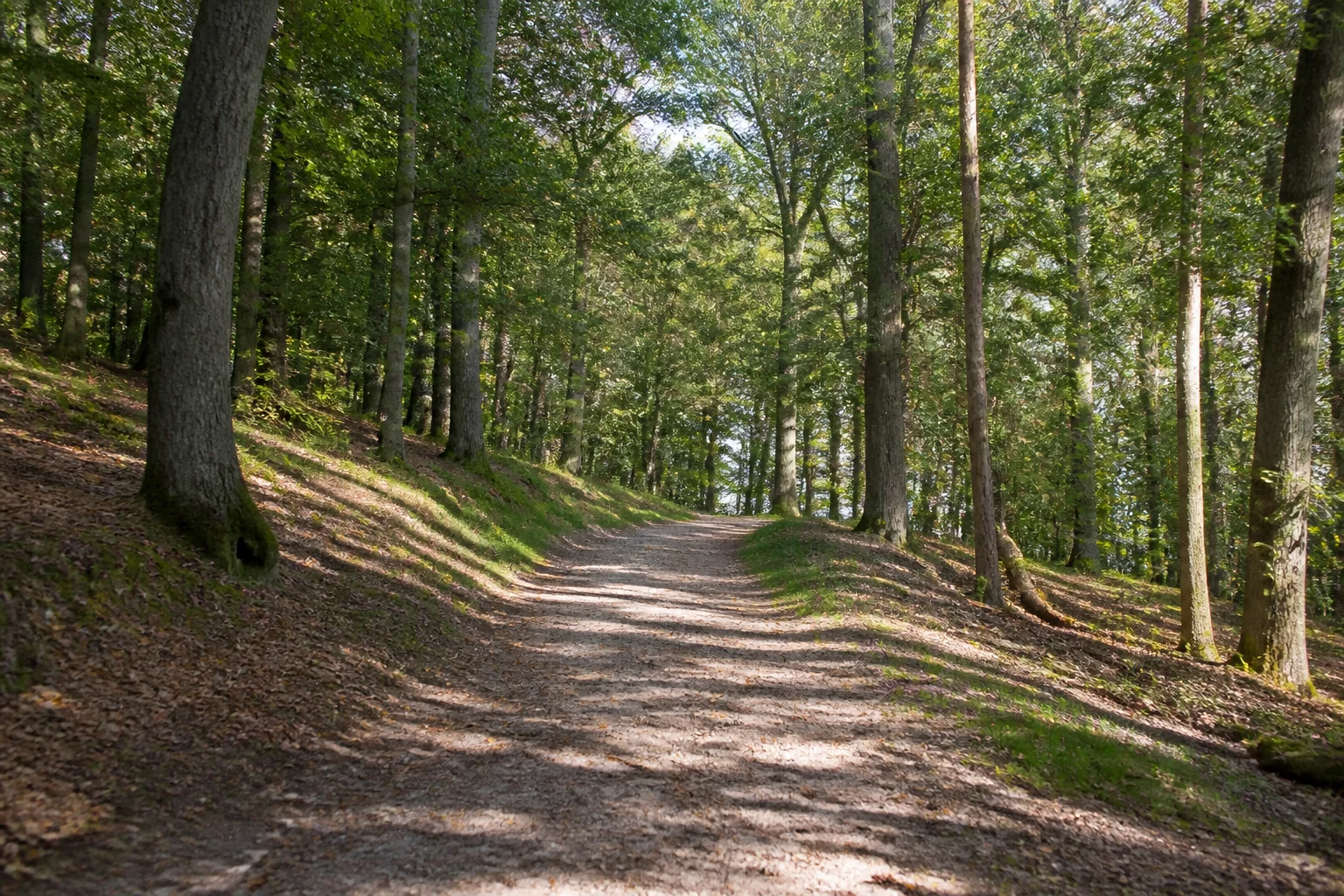 Ansteigender Waldweg in der Hohen Mark bei Dorsten