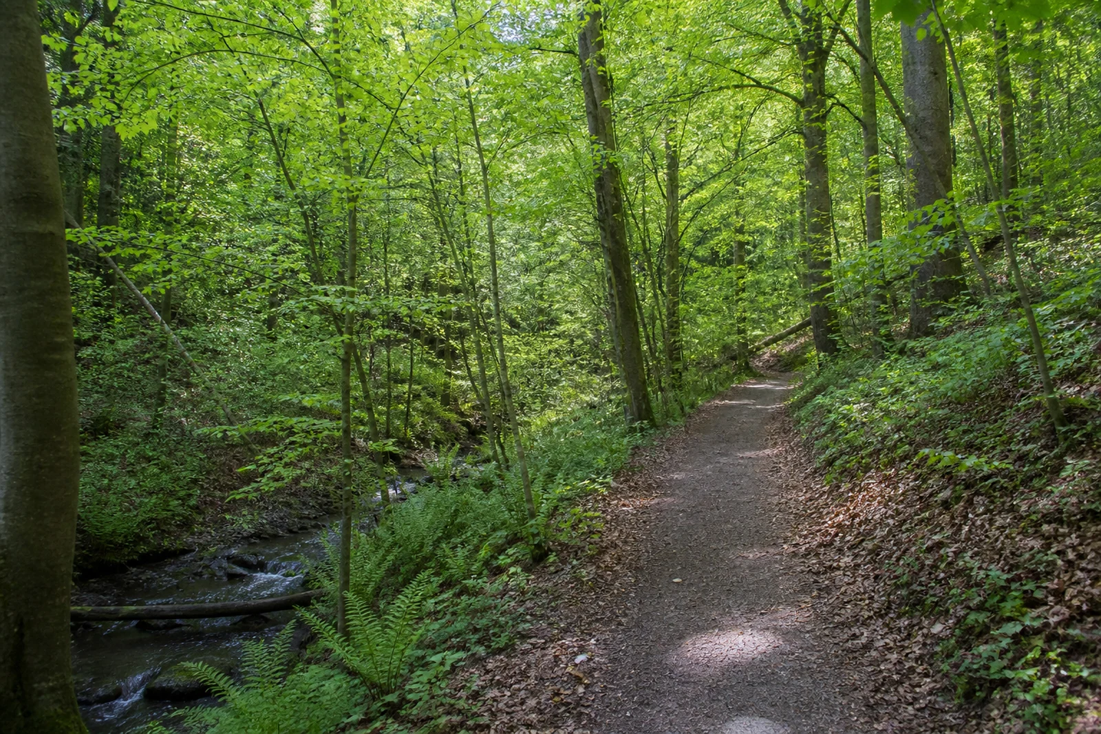 Waldweg an einem kleinen Bach in der Bittermark in Dortmund