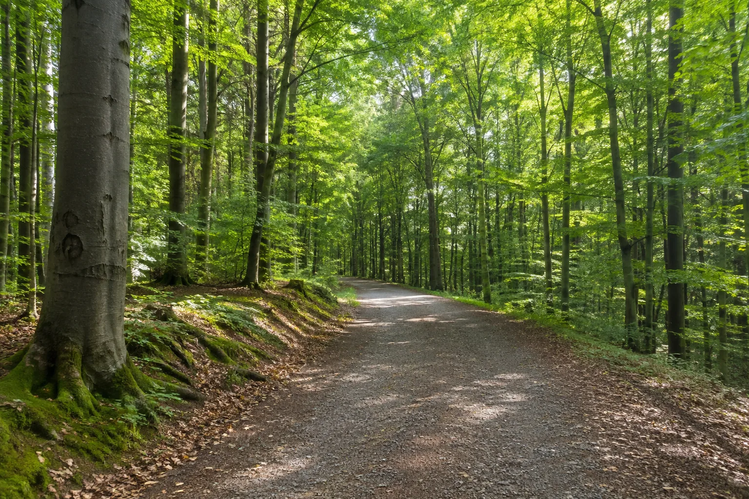 Hohe Sonne: bewaldeter Höhenzugang am Rennsteig mit breitem Forstweg