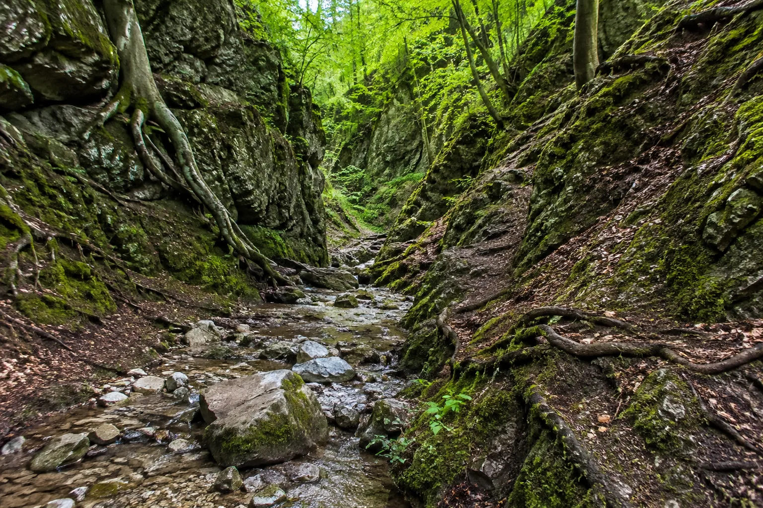 Landgrafenschlucht: enger felsiger Waldgrund mit Wurzeln und kleinem Bach