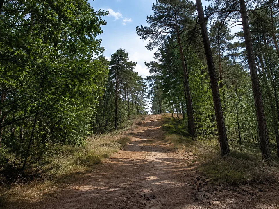 Waldlandschaft am Hohen Mechtin mit leicht ansteigendem sandigem Weg zwischen Kiefern und Laubbäumen, kein Turm
