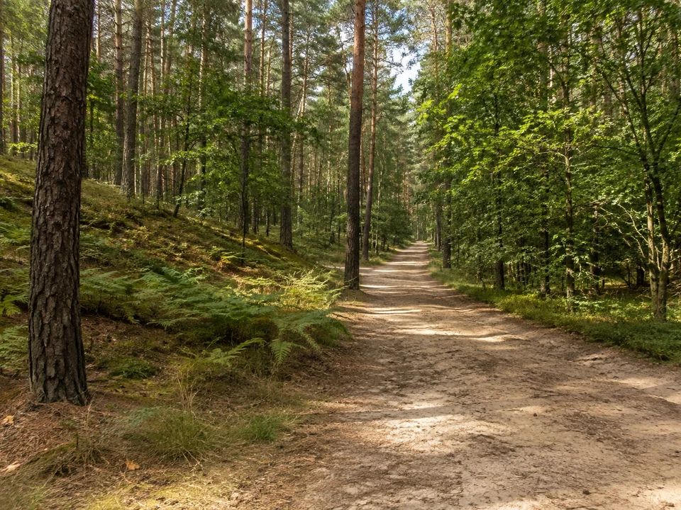Dresdner Heide bei Klotzsche: sandiger Weg unter hohen Kiefern und Buchen, flache Waldhügel mit Farnen