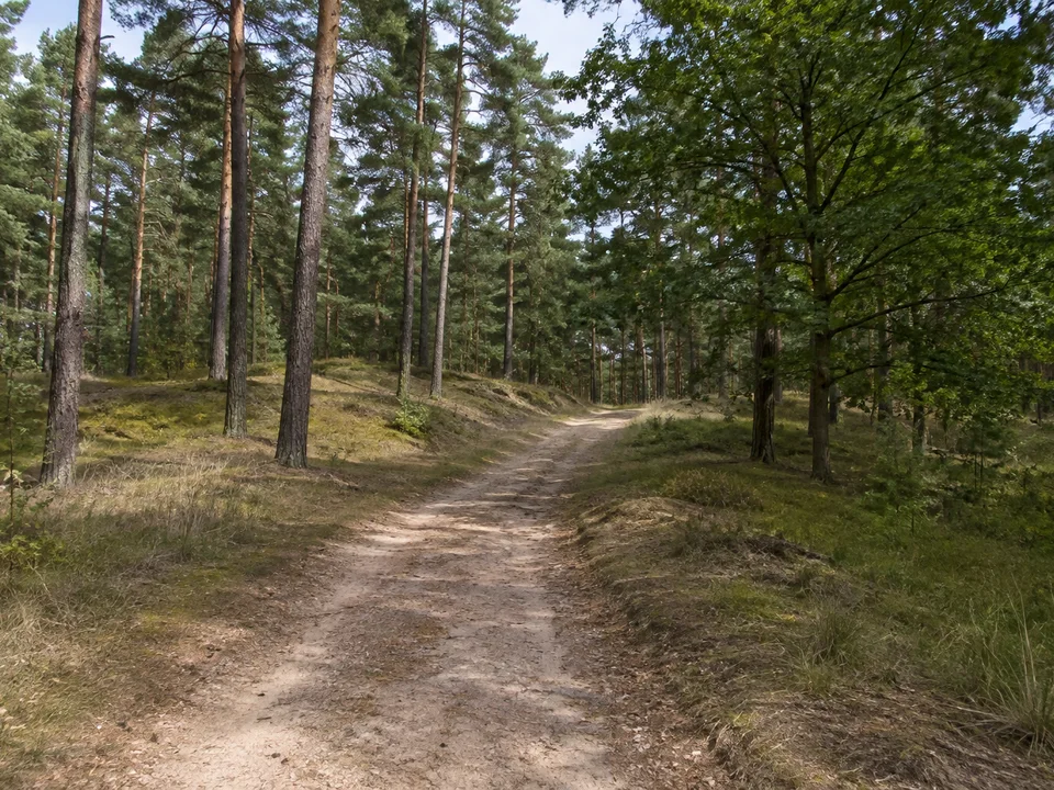 Langebrücker Heidewald: breiter unbefestigter Waldweg durch hohe Kiefern mit einzelnen Eichen, sanft welliger Sandboden