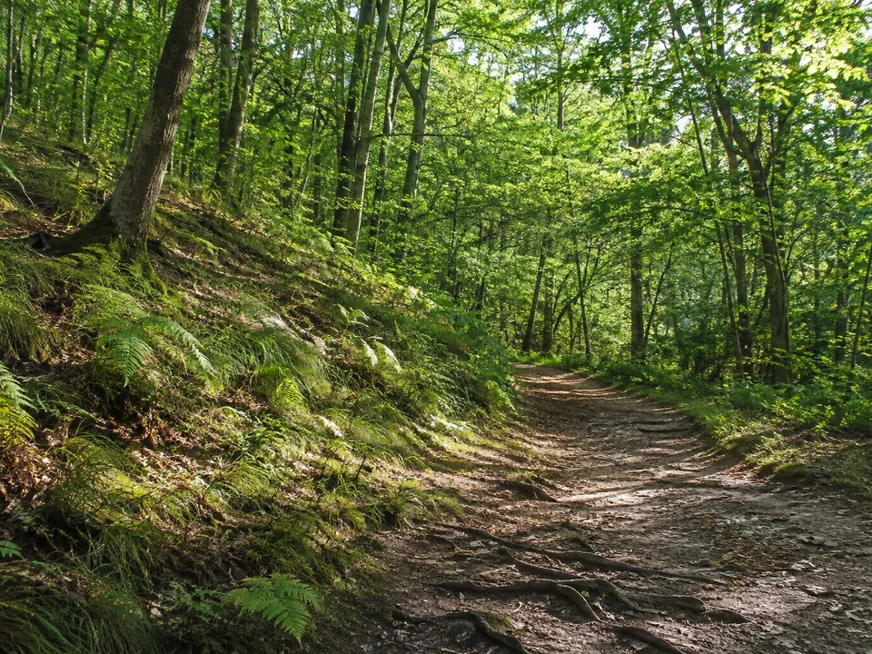 Bühlauer Heidezugang: geschwungener Laubwaldweg am niedrigen Hang mit Wurzeln und Farnen