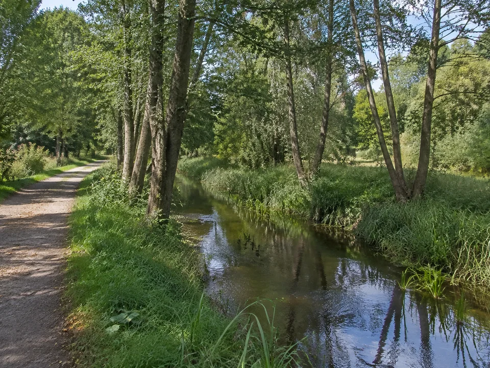 Heidebach: Schmaler langsam fließender Bach zwischen Erlen, Wiesen und flachem Wald, betrachtet vom festen Weg