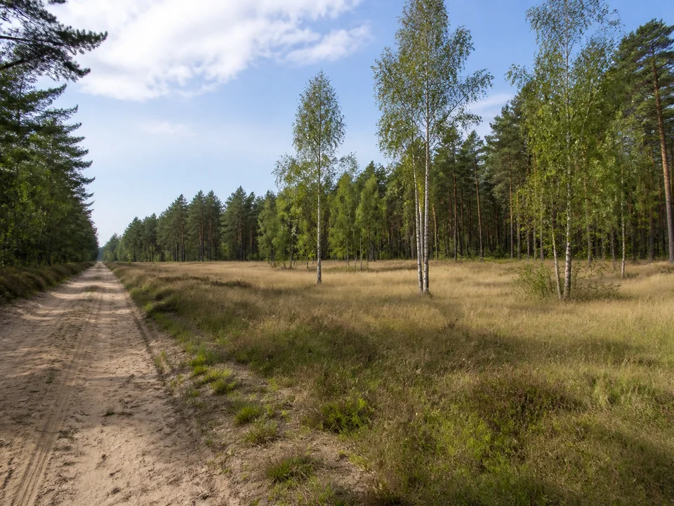 Heiderand bei Tornau: Kleines Wiesenstück mit Birken und hohem Kiefernwald dahinter, ebener sandiger Feldweg