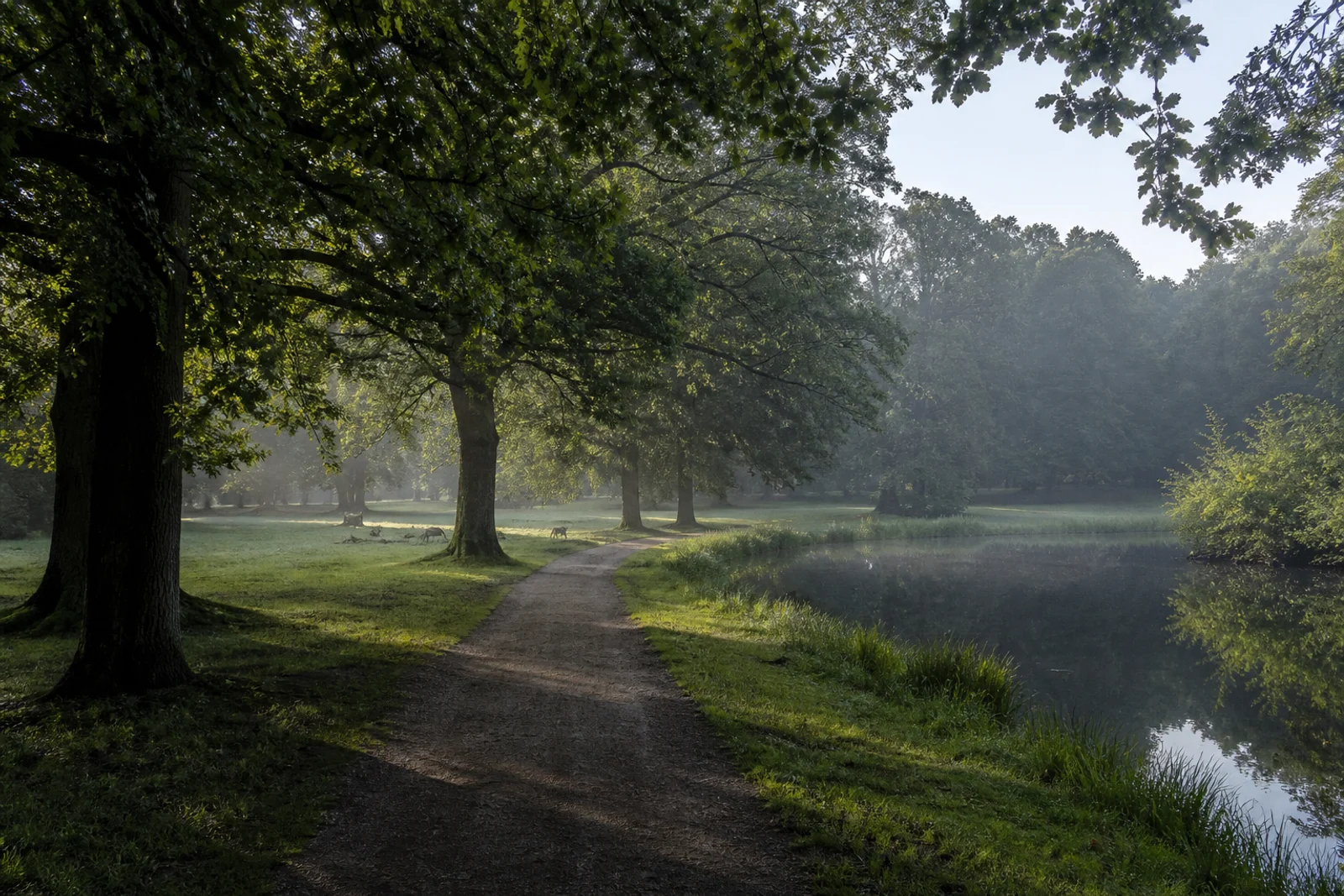 Alter Mischwald und Wiesen im Wildpark Dülmen