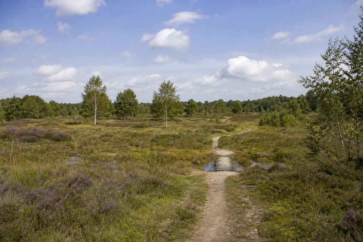 Schmaler Weg über feuchte Heideflächen und kleine Tümpel in der Drover Heide
