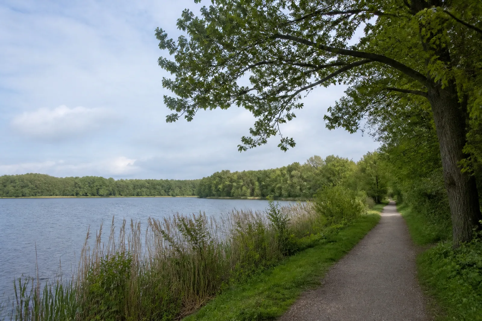 Uferweg zwischen Wald und Schilf am Unterbacher See in Düsseldorf
