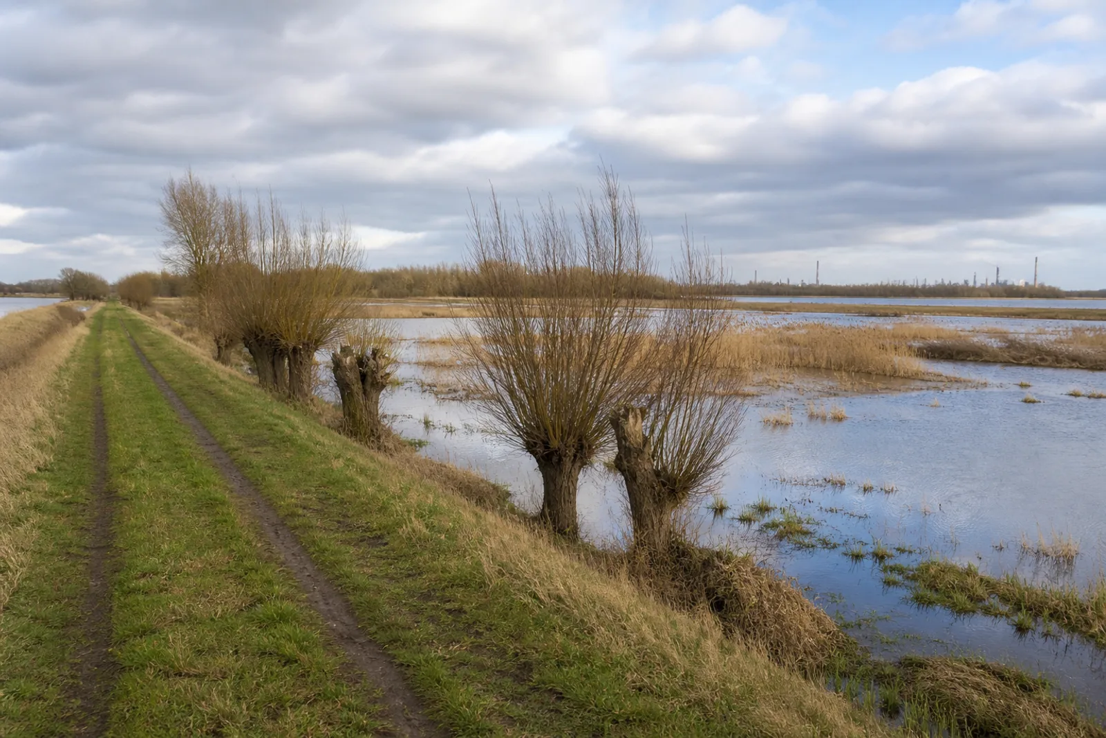 Flacher Deichweg mit Kopfweiden und Wasserflächen in der Rheinaue Walsum in Duisburg