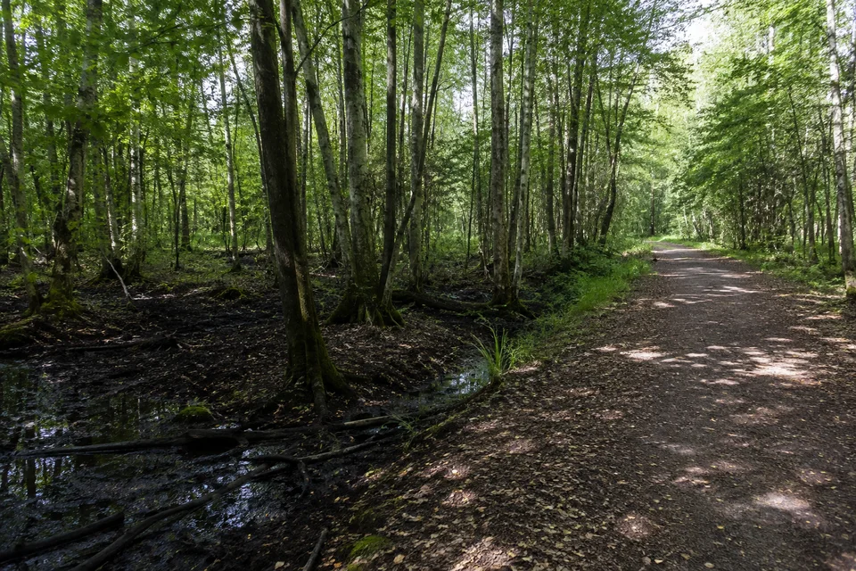 Brookwald: Erlen und Birken auf feuchtem dunklem Boden, breiter trockener markanter Waldweg am Rand ohne erfundenen Steg