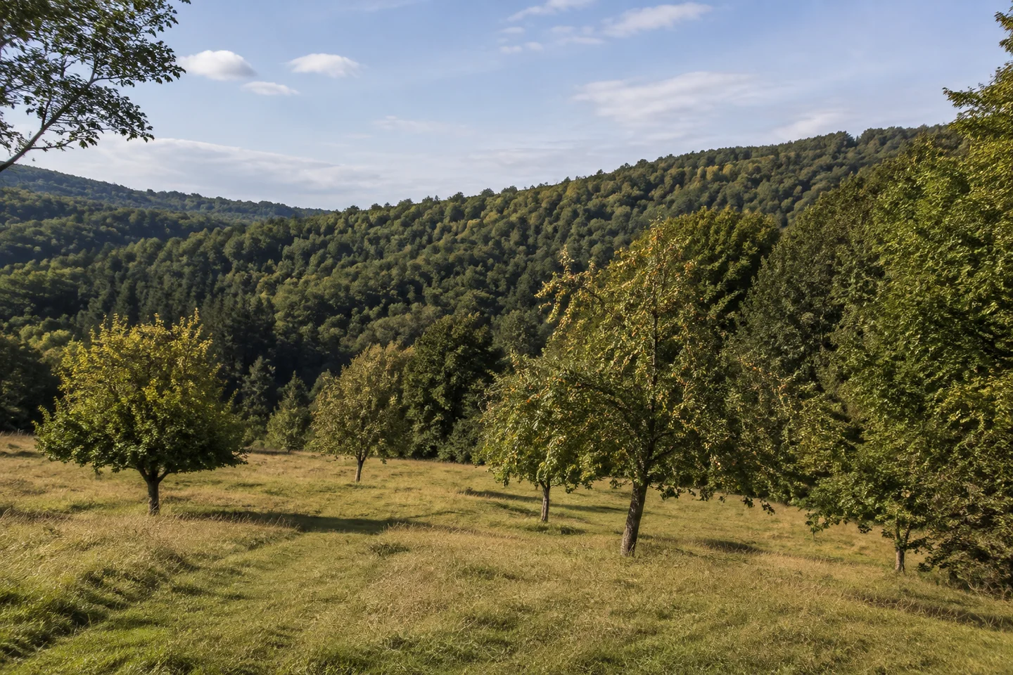 Höhenwiesen bei Brombach westlich von Eberbach, offene hügelige Rodungsfläche mit Obstbäumen und dichtem umgebendem Mischwald.
