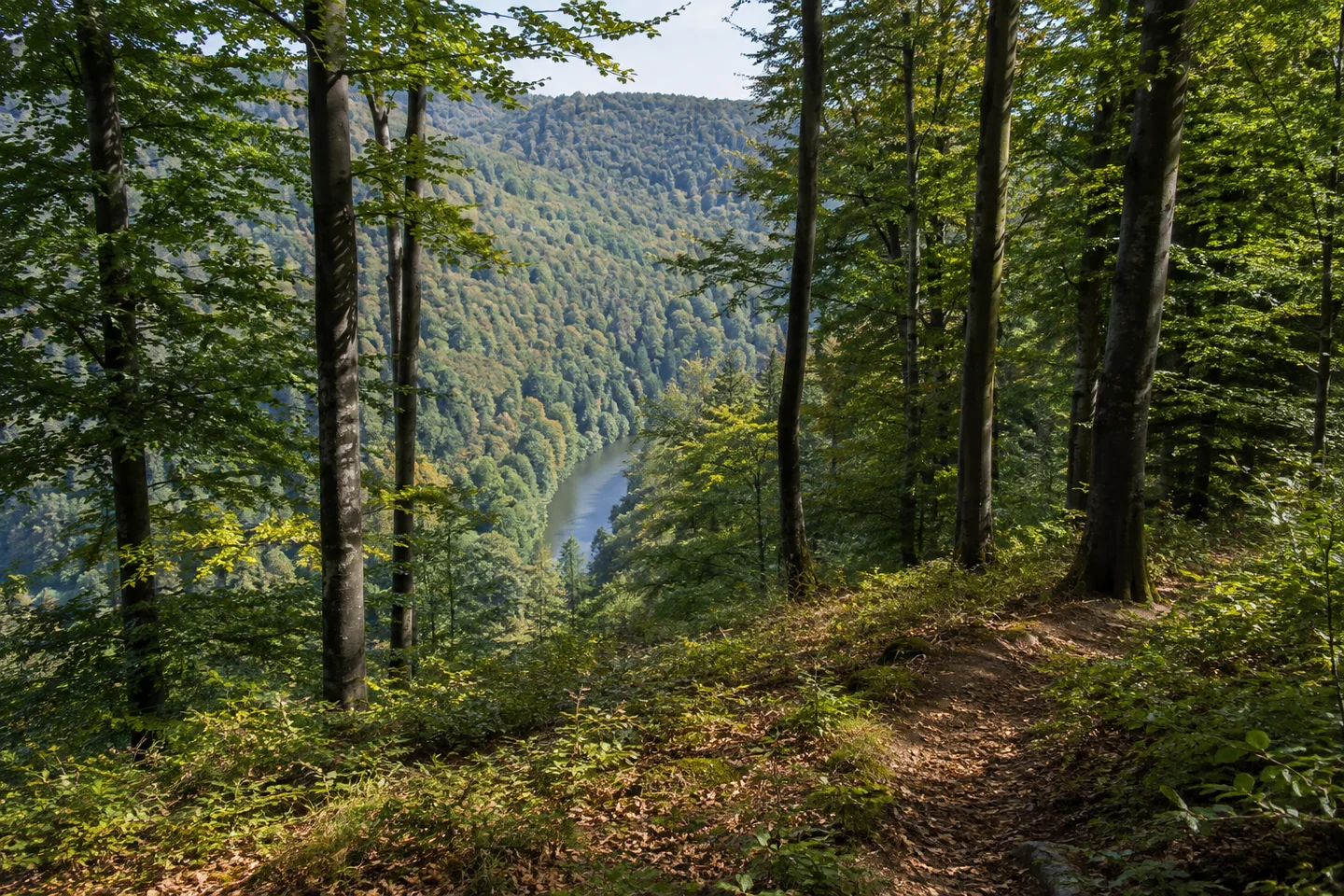 Wanderweg im Laubwald oberhalb von Lindach bei Eberbach, Blick zwischen Buchen auf ein schmales Stück Neckar tief im Tal und bewaldete Gegenhänge.