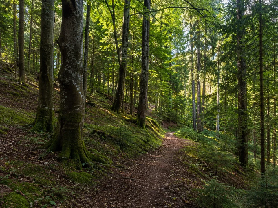 Wald an der Ebersberger Ludwigshöhe: sanft gewelltes Gelände, alte Buchen und Fichten, schattiger Wanderweg