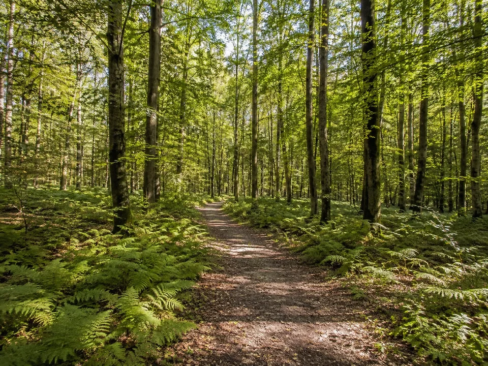 Hohenlindener Sauschütt Waldlandschaft: lichte Laubmischwaldpartie mit ebenem Naturlehrpfad und Farnen, keine Gehege oder erfundenen Bauwerke