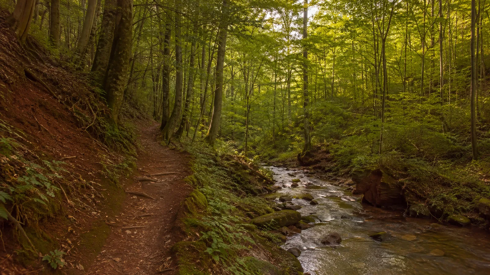 Edenkobener Tal: Waldpfad Richtung Hüttenbrunnen